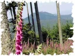 Rando Vosges
