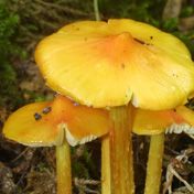 Soci�t� mycologique de France