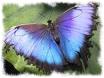 Le Jardin des Papillons