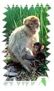 La Montagne des Singes