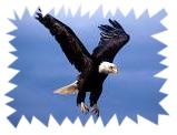 La volerie des Aigles